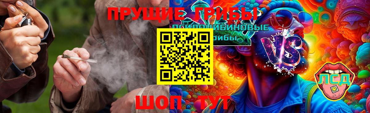 Псилоцибиновые грибы GOLDEN TEACHER Кисловодск
